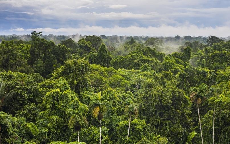 Một nửa rừng nhiệt đới Amazon có nguy cơ biến thành thảo nguyên